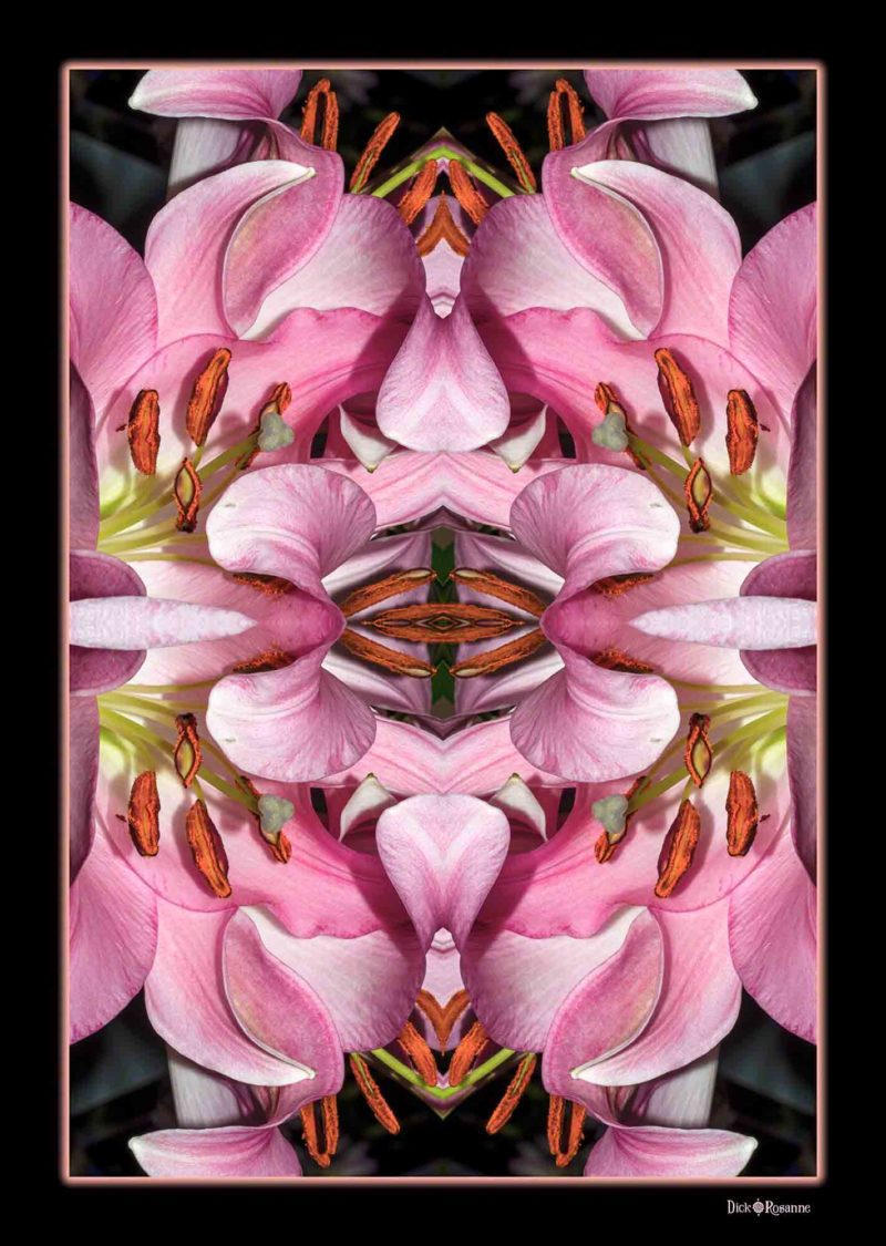 Lovely Lilies