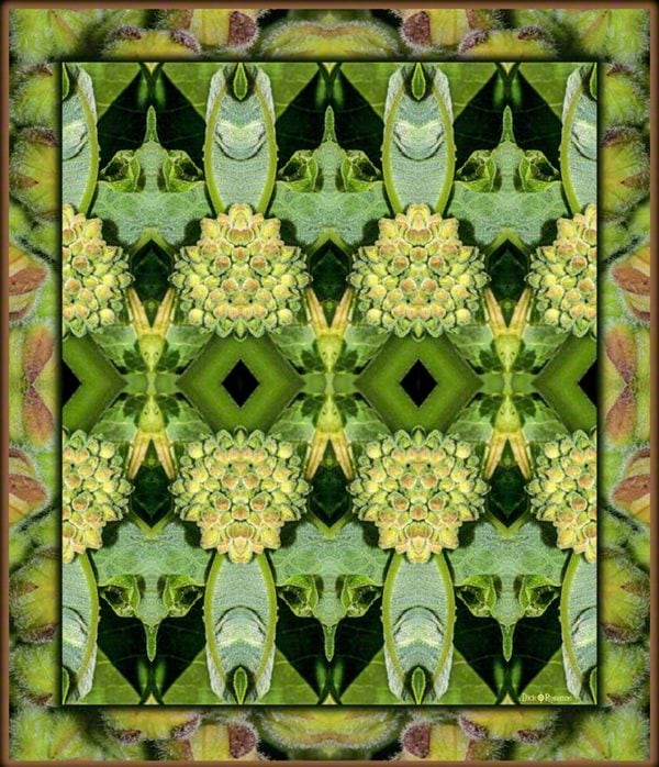 Milkweed Patterns