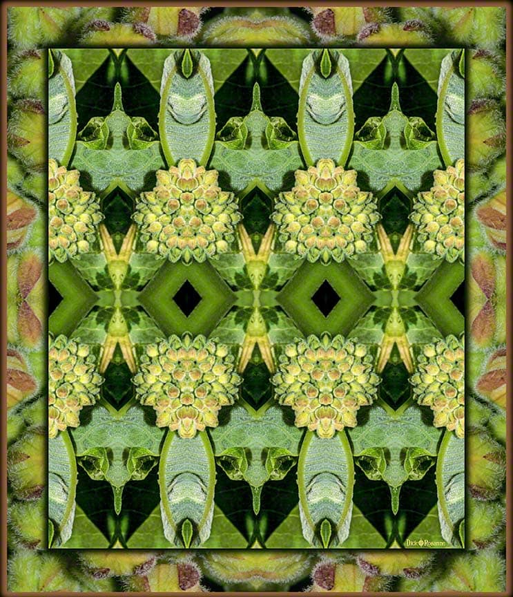 Milkweed Patterns