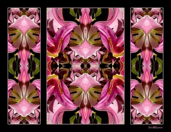 Lily Triptych #2