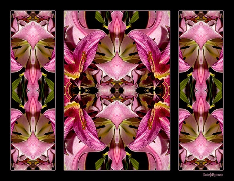 Lily Triptych #2