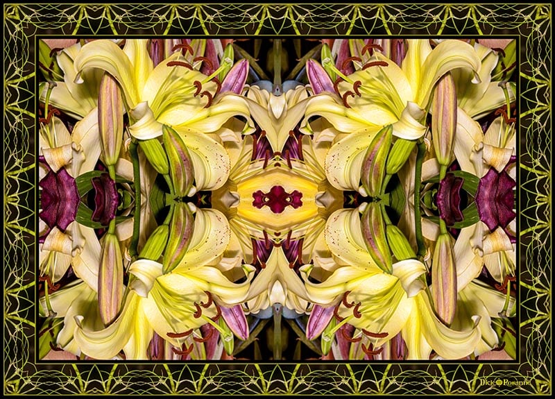 Lily Fantasy