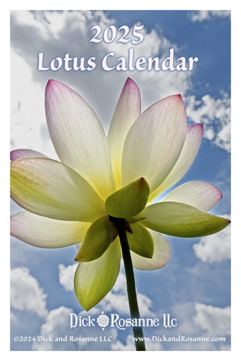 2025 Lotus Calendar