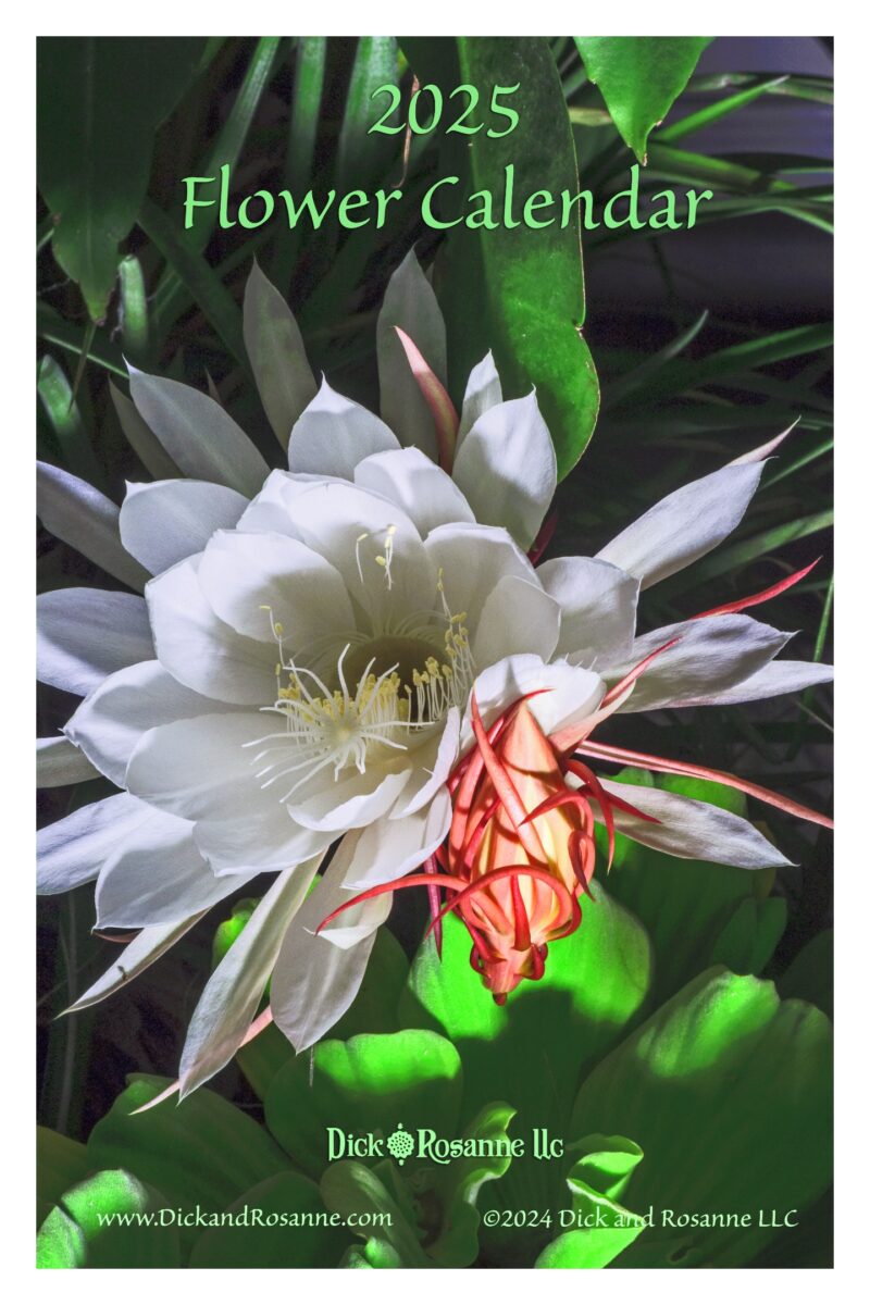 2025 Flowers Calendar