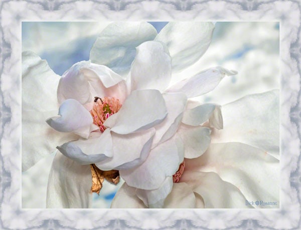 Heavenly Magnolias