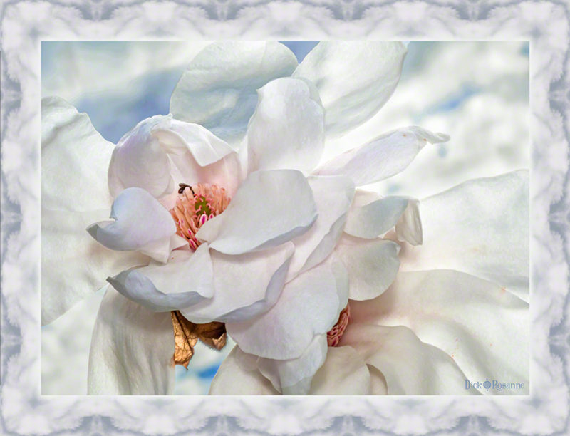 Heavenly Magnolias
