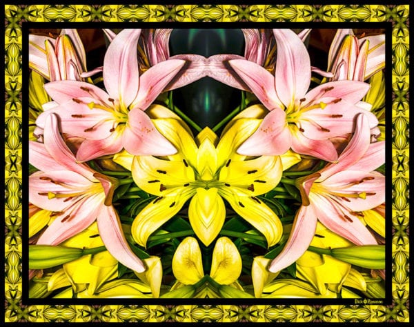 Pink and Yellow Lilies
