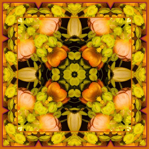 Creamsicle Delights