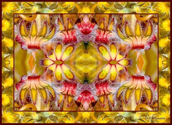 Protea Pleasure