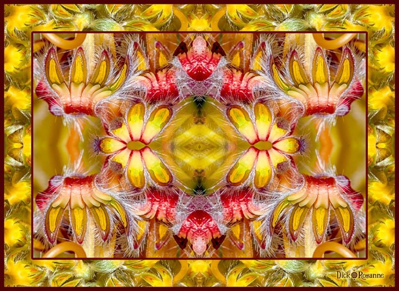 Protea Pleasure