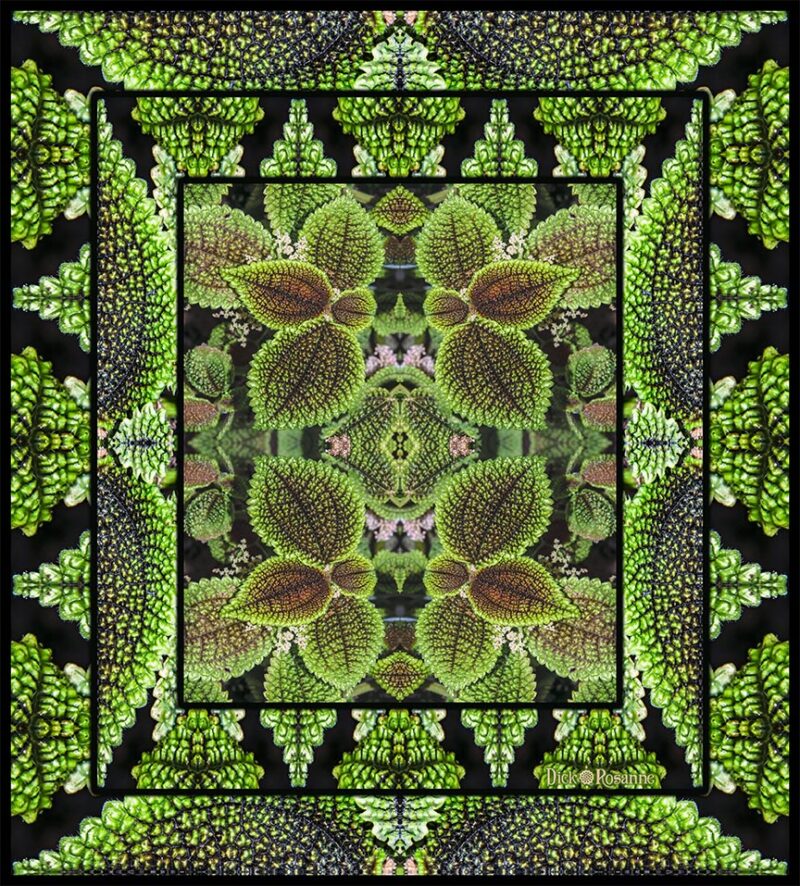 Moon Valley Clearweed - self framed