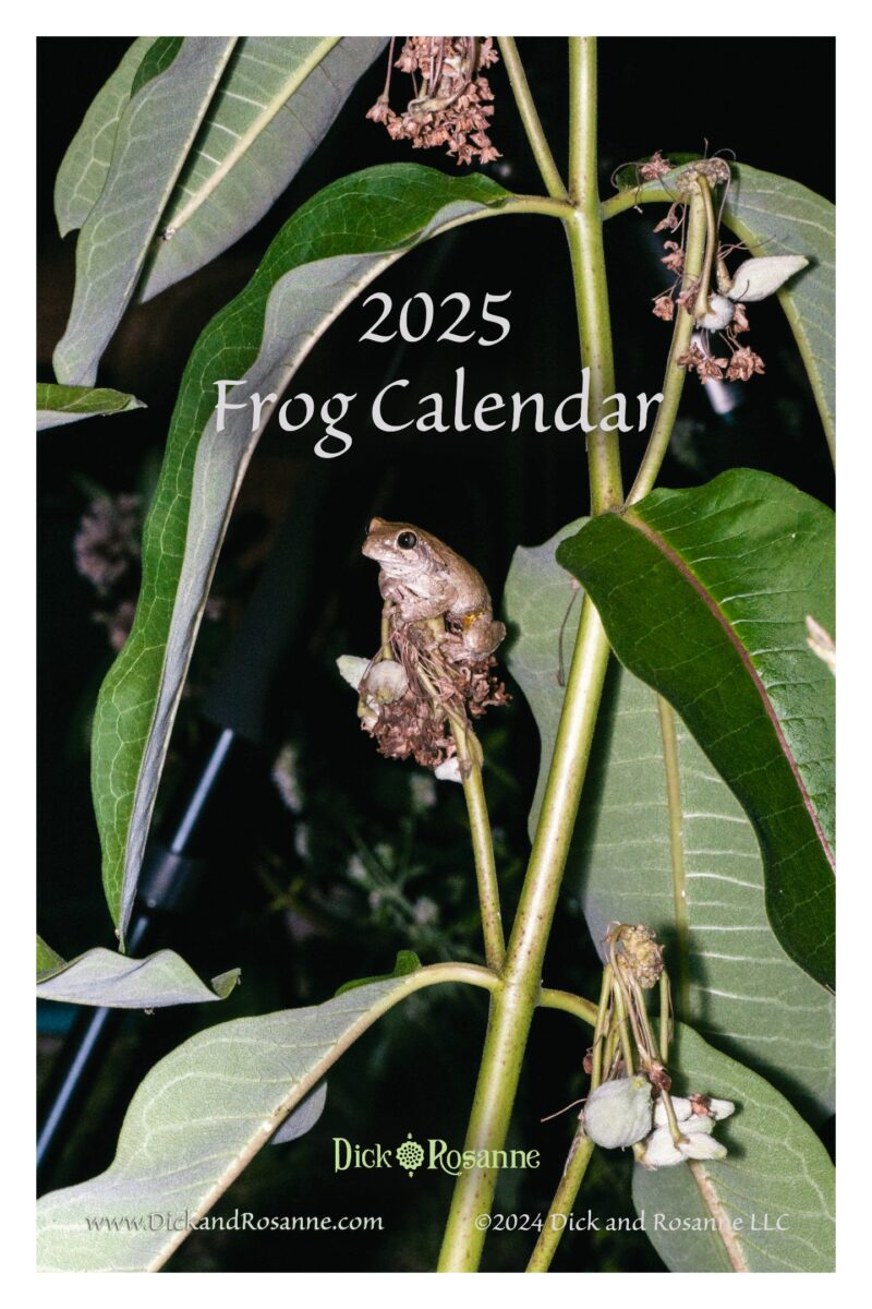 2025 Frogs Calendar