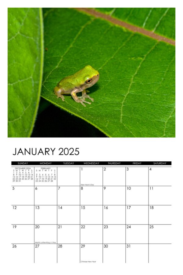 2025 Frogs Calendar - Image 2