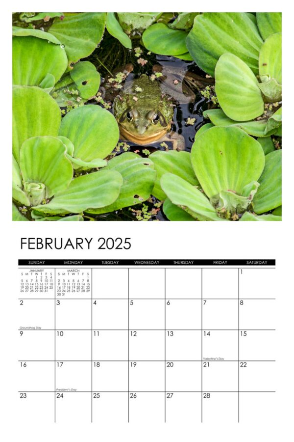2025 Frogs Calendar - Image 3
