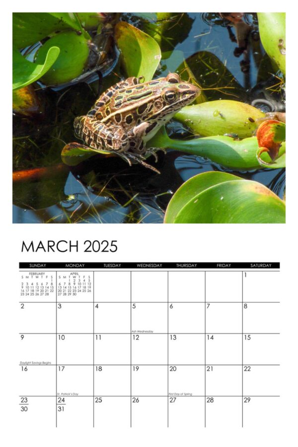 2025 Frogs Calendar - Image 4