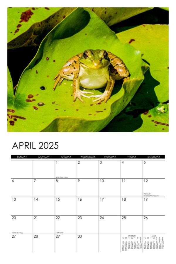 2025 Frogs Calendar - Image 5