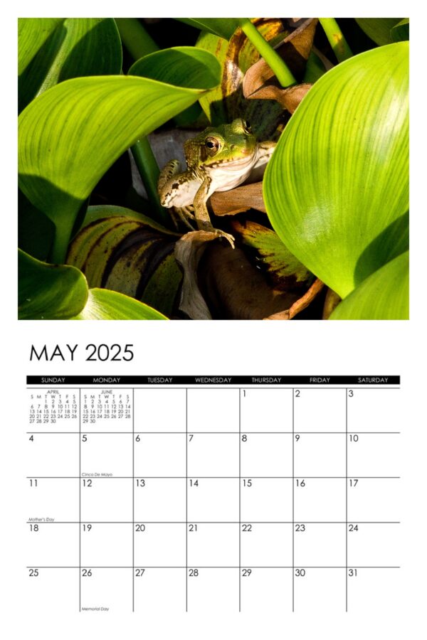 2025 Frogs Calendar - Image 6