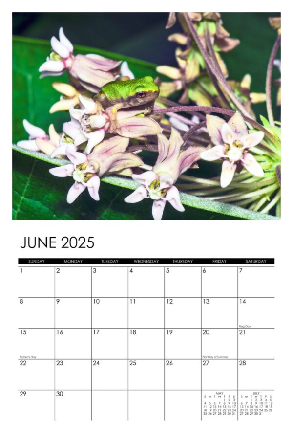 2025 Frogs Calendar - Image 7