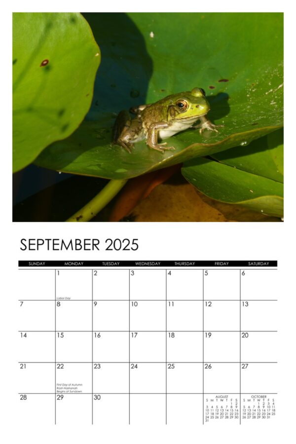 2025 Frogs Calendar - Image 10