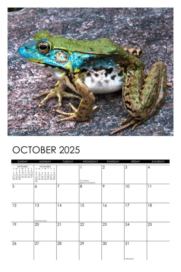 2025 Frogs Calendar - Image 11