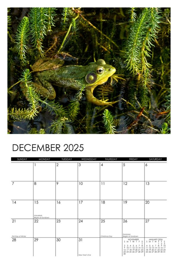 2025 Frogs Calendar - Image 13