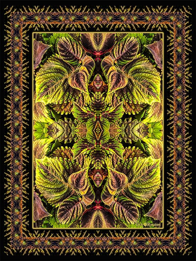colorful Coleus